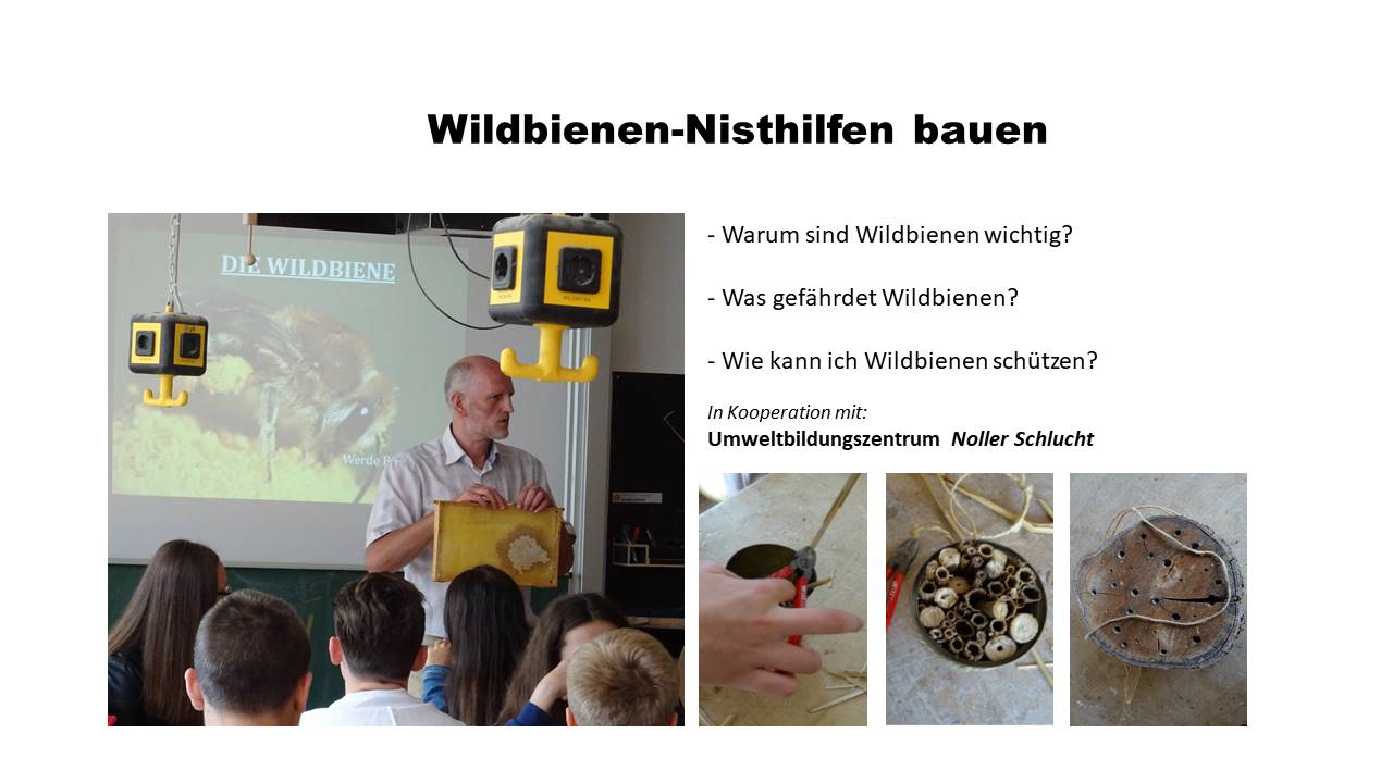 projekttage-wildbienen